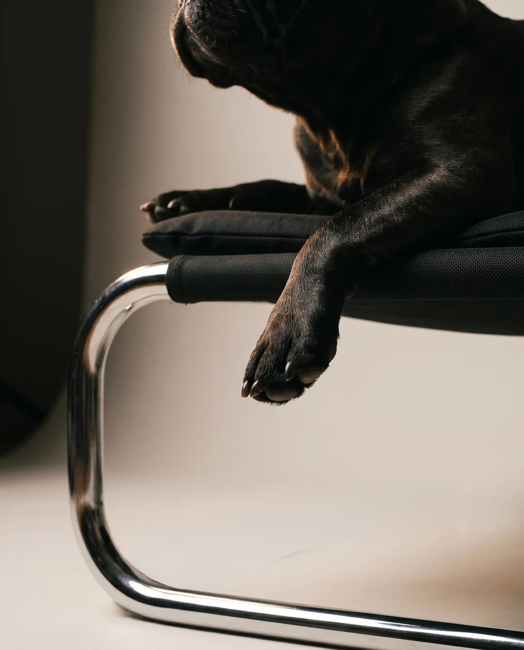 Un perro negro descansa sobre una silla de caño cromado.