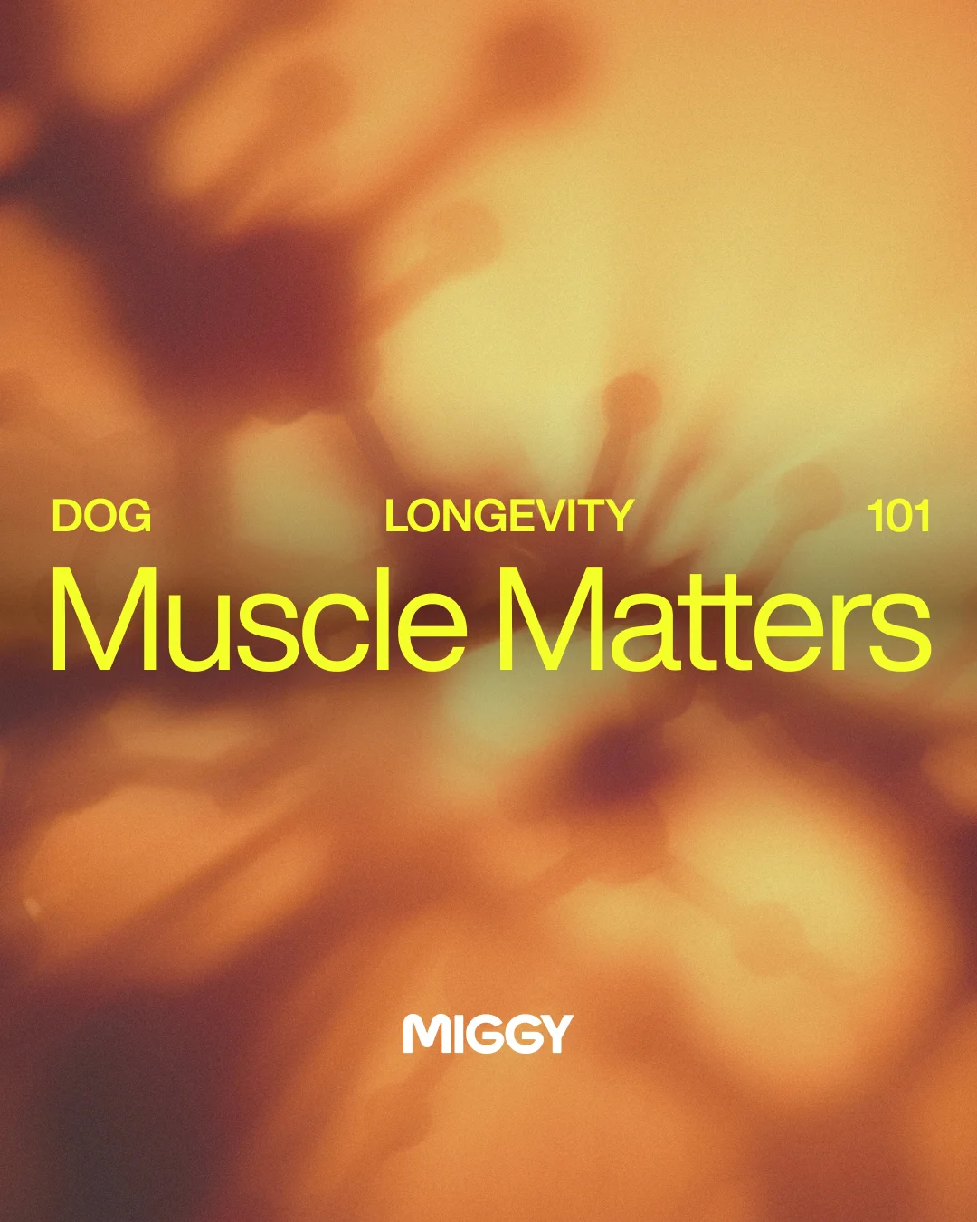 Pieza editorial de la serie Dog Longevity 101.